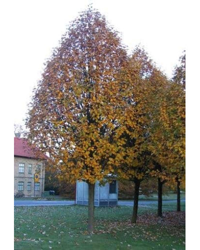 Горобина тюрингська Фастігіата | Sorbus thurigiaca Fastigiata | Рябина тюрингская Фастигиата