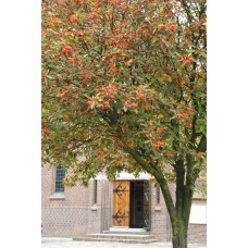 Горобина тюрингська Фастігіата | Sorbus thurigiaca Fastigiata | Рябина тюрингская Фастигиата