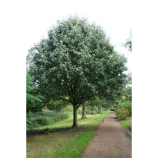 Горобина круглолиста Магніфіка | Sorbus aria Magnifica | Рябина круглолистная Магнифика