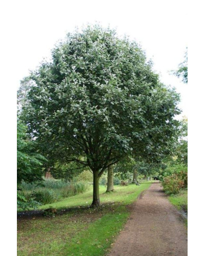 Горобина круглолиста Магніфіка | Sorbus aria Magnifica | Рябина круглолистная Магнифика