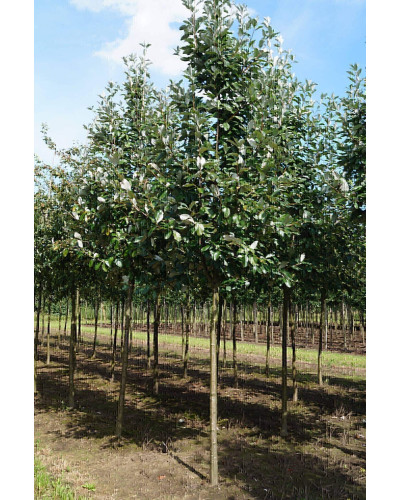 Горобина круглолиста Магніфіка | Sorbus aria Magnifica | Рябина круглолистная Магнифика