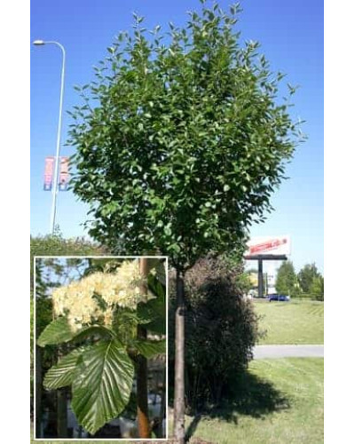 Горобина круглолиста Магніфіка | Sorbus aria Magnifica | Рябина круглолистная Магнифика