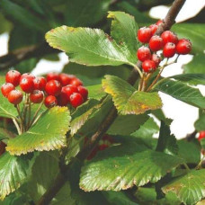 Горобина круглолиста Магніфіка | Sorbus aria Magnifica | Рябина круглолистная Магнифика