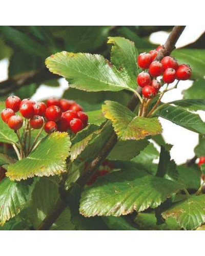 Горобина круглолиста Магніфіка | Sorbus aria Magnifica | Рябина круглолистная Магнифика