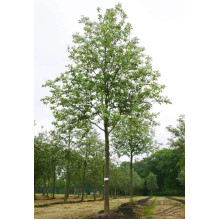 Горобина круглолиста Магніфіка | Sorbus aria Magnifica | Рябина круглолистная Магнифика