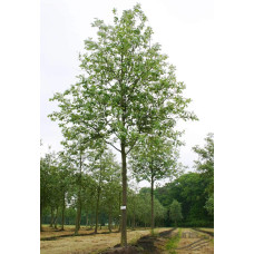 Горобина круглолиста Магніфіка | Sorbus aria Magnifica | Рябина круглолистная Магнифика