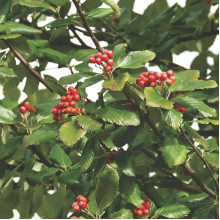 Горобина круглолиста Магніфіка | Sorbus aria Magnifica | Рябина круглолистная Магнифика