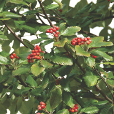 Горобина круглолиста Магніфіка | Sorbus aria Magnifica | Рябина круглолистная Магнифика