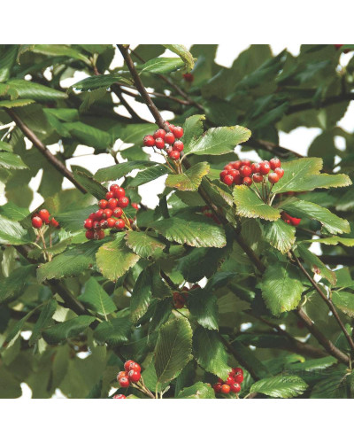 Горобина круглолиста Магніфіка | Sorbus aria Magnifica | Рябина круглолистная Магнифика