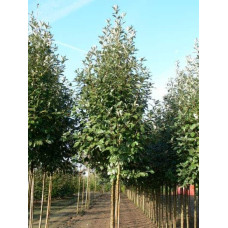 Горобина круглолиста Магніфіка | Sorbus aria Magnifica | Рябина круглолистная Магнифика