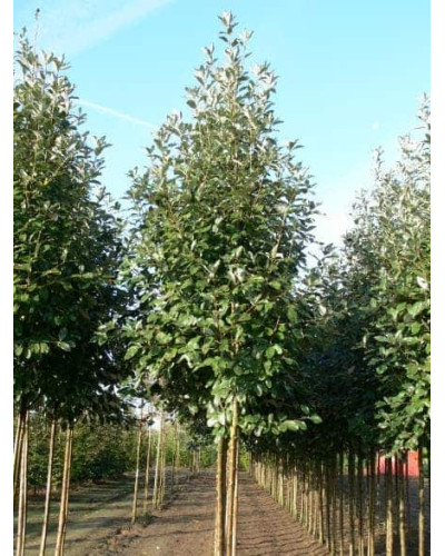 Горобина круглолиста Магніфіка | Sorbus aria Magnifica | Рябина круглолистная Магнифика