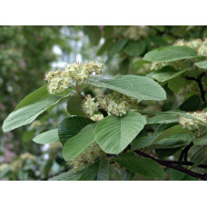 Горобина круглолиста Магніфіка | Sorbus aria Magnifica | Рябина круглолистная Магнифика