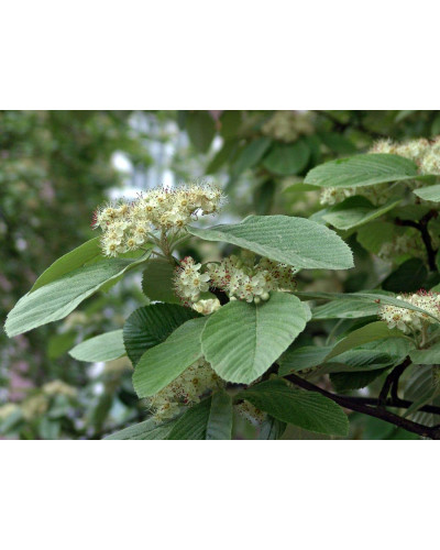 Горобина круглолиста Магніфіка | Sorbus aria Magnifica | Рябина круглолистная Магнифика