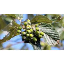Горобина круглолиста Магніфіка | Sorbus aria Magnifica | Рябина круглолистная Магнифика