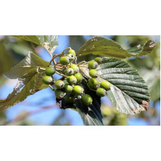 Горобина круглолиста Магніфіка | Sorbus aria Magnifica | Рябина круглолистная Магнифика