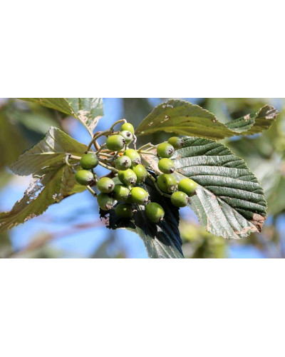 Горобина круглолиста Магніфіка | Sorbus aria Magnifica | Рябина круглолистная Магнифика