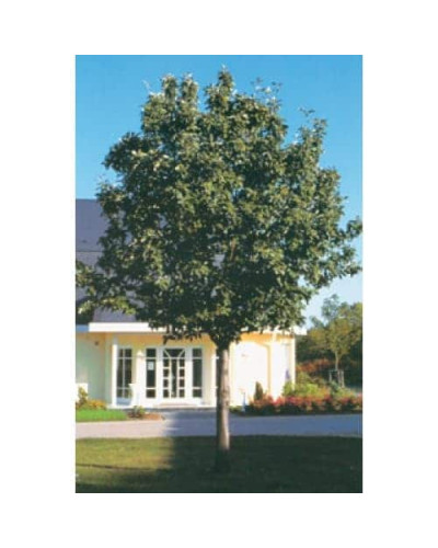 Горобина круглолиста Магніфіка | Sorbus aria Magnifica | Рябина круглолистная Магнифика