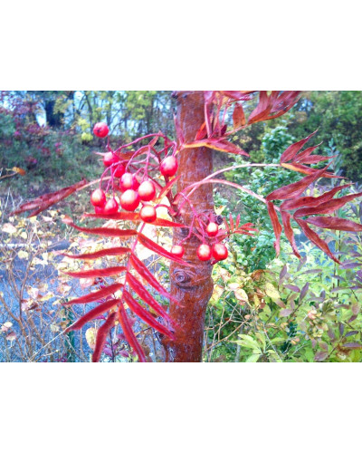 Горобина звичайна Додонг | Sorbus aucuparia Dodong | Рябина обыкновенная Додонг