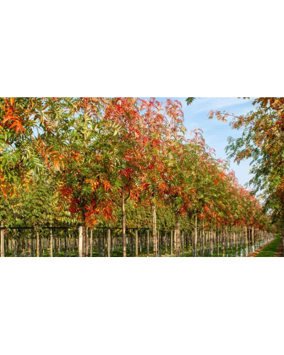 Горобина звичайна Додонг | Sorbus aucuparia Dodong | Рябина обыкновенная Додонг