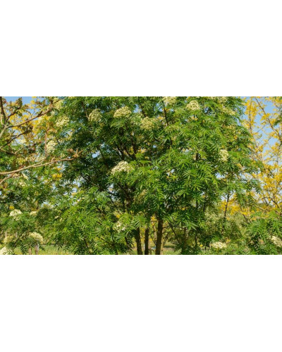 Горобина звичайна Додонг | Sorbus aucuparia Dodong | Рябина обыкновенная Додонг