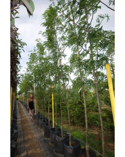 Горобина звичайна Додонг | Sorbus aucuparia Dodong | Рябина обыкновенная Додонг