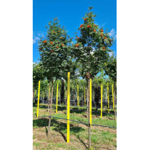 Горобина звичайна Додонг | Sorbus aucuparia Dodong | Рябина обыкновенная Додонг