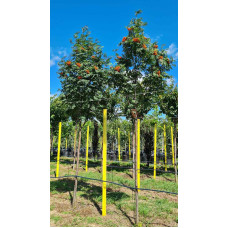Горобина звичайна Додонг | Sorbus aucuparia Dodong | Рябина обыкновенная Додонг