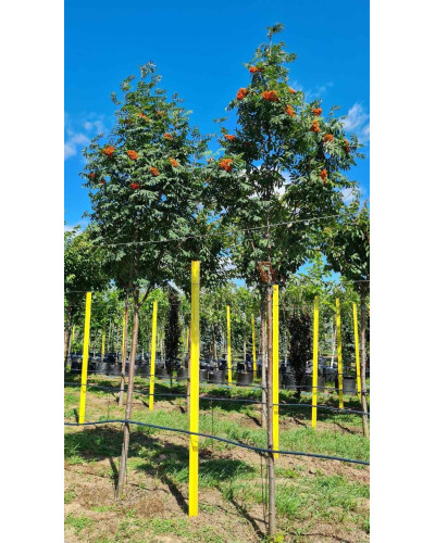 Горобина звичайна Додонг | Sorbus aucuparia Dodong | Рябина обыкновенная Додонг