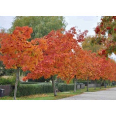 Горобина звичайна Додонг | Sorbus aucuparia Dodong | Рябина обыкновенная Додонг