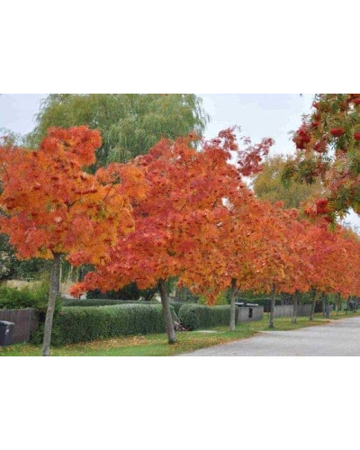 Горобина звичайна Додонг | Sorbus aucuparia Dodong | Рябина обыкновенная Додонг