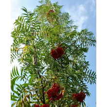 Горобина звичайна Додонг | Sorbus aucuparia Dodong | Рябина обыкновенная Додонг