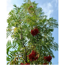 Горобина звичайна Додонг | Sorbus aucuparia Dodong | Рябина обыкновенная Додонг