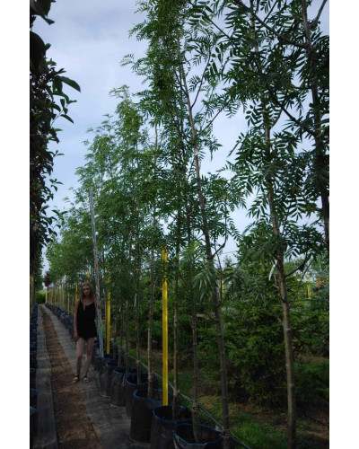 Горобина звичайна Додонг | Sorbus aucuparia Dodong | Рябина обыкновенная Додонг