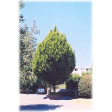 Граб звичайний Колумнаріс | Граб обыкновенный Колумнарис | Carpinus betulus Columnaris