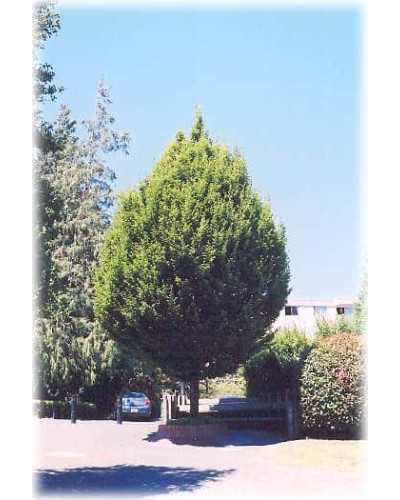 Граб звичайний Колумнаріс | Граб обыкновенный Колумнарис | Carpinus betulus Columnaris