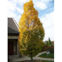 Граб звичайний Колумнаріс | Граб обыкновенный Колумнарис | Carpinus betulus Columnaris