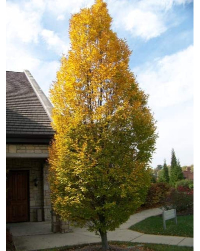 Граб звичайний Колумнаріс | Граб обыкновенный Колумнарис | Carpinus betulus Columnaris