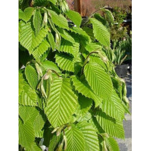 Граб звичайний Колумнаріс | Граб обыкновенный Колумнарис | Carpinus betulus Columnaris