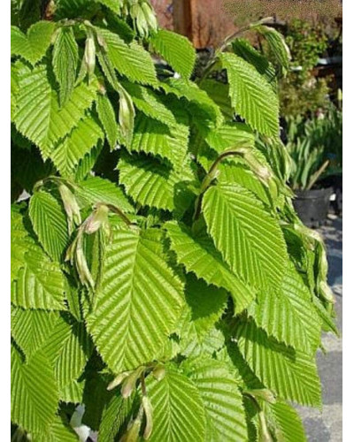 Граб звичайний Колумнаріс | Граб обыкновенный Колумнарис | Carpinus betulus Columnaris