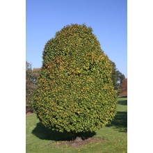 Граб звичайний Колумнаріс | Граб обыкновенный Колумнарис | Carpinus betulus Columnaris