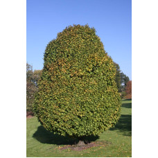 Граб звичайний Колумнаріс | Граб обыкновенный Колумнарис | Carpinus betulus Columnaris