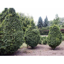Граб звичайний Колумнаріс | Граб обыкновенный Колумнарис | Carpinus betulus Columnaris