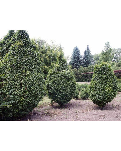 Граб звичайний Колумнаріс | Граб обыкновенный Колумнарис | Carpinus betulus Columnaris