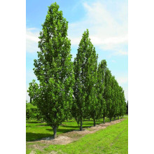 Тюльпанове дерево Фастігіатум | Liriodendron tulipifera Fastigiatum | Тюльпанное дерево Фастигиатум