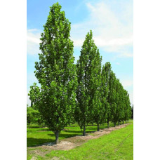 Тюльпанове дерево Фастігіатум | Liriodendron tulipifera Fastigiatum | Тюльпанное дерево Фастигиатум