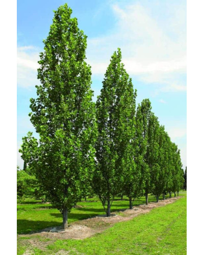 Тюльпанове дерево Фастігіатум | Liriodendron tulipifera Fastigiatum | Тюльпанное дерево Фастигиатум
