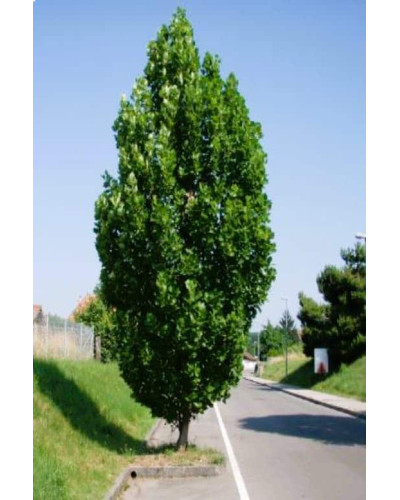 Тюльпанове дерево Фастігіатум | Liriodendron tulipifera Fastigiatum | Тюльпанное дерево Фастигиатум
