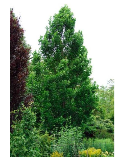 Тюльпанове дерево Фастігіатум | Liriodendron tulipifera Fastigiatum | Тюльпанное дерево Фастигиатум