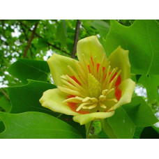 Тюльпанове дерево Фастігіатум | Liriodendron tulipifera Fastigiatum | Тюльпанное дерево Фастигиатум