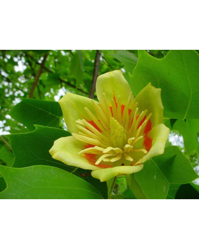 Тюльпанове дерево Фастігіатум | Liriodendron tulipifera Fastigiatum | Тюльпанное дерево Фастигиатум